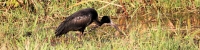 AfricanOpenbill_6674_4x1