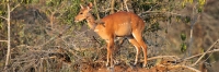 BushBuck_6678