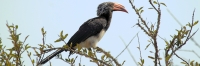 CrownedHornbill_6611