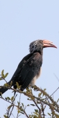 CrownedHornbill_6612_v