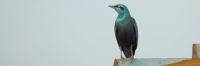 GreaterBlueEaredStarling_6669