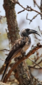 GreyHornbill_6634_v