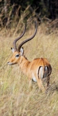 Impala_6602_v