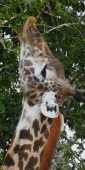 MaasaiGiraffe_6572_v