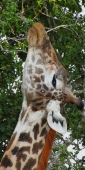 MaasaiGiraffe_6573_v