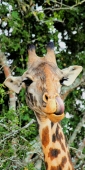 MaasaiGiraffe_6574_v