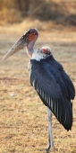 MarabouStork_6670_v