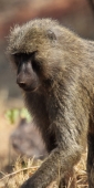 OliveBaboon_6637_v