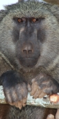 OliveBaboons_2500_v