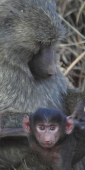 OliveBaboons_6651_v