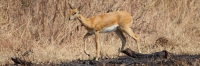 OribiAntelope_Female_6616