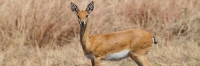 OribiAntelope_Female_6619