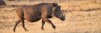 WartHogs_6687