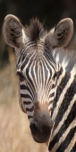 Zebra_6624_v