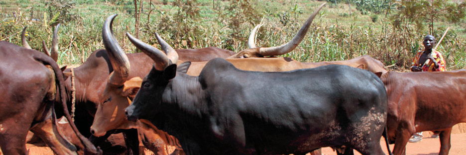 RwandanCattle_6713.jpg