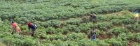 PotatoFeilds_2452