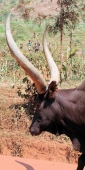 RwandanCattle_6712_v