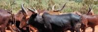 RwandanCattle_6713