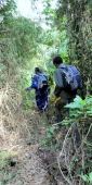 GorillaTreks_2455_v