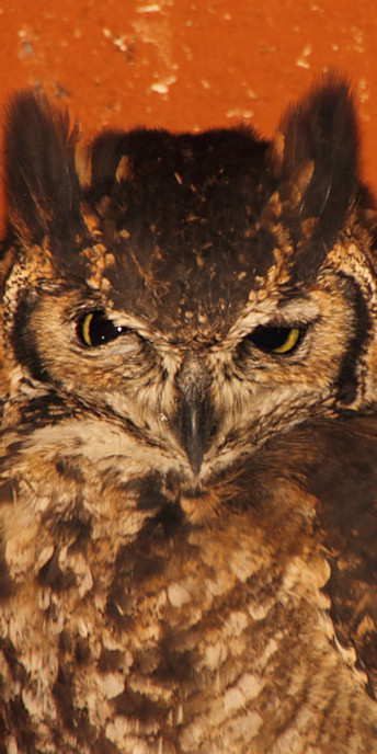 ArushaReptilePark_4606_v.jpg