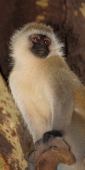 BlackFacedVervetMonkey_1947_V
