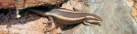 Skink_5253_4x1