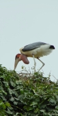 YellowBilledStorks_Plus4690_v