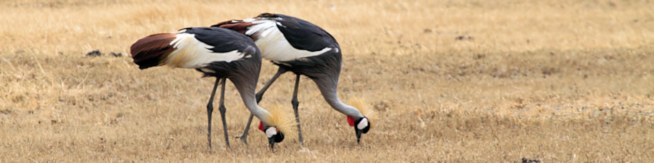 GreyCrownedCranes_5317_4x1.jpg