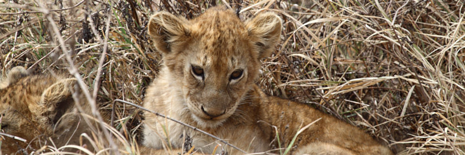 LionCubs_5320.jpg