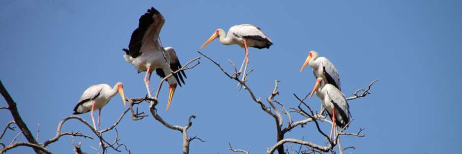 YellowBilledStorks_4716.jpg