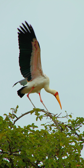 YellowBilledStorks_Plus4686_v.jpg