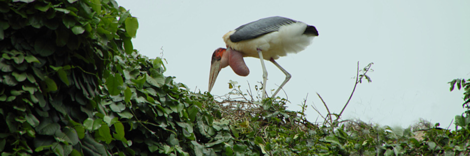YellowBilledStorks_Plus4690.jpg