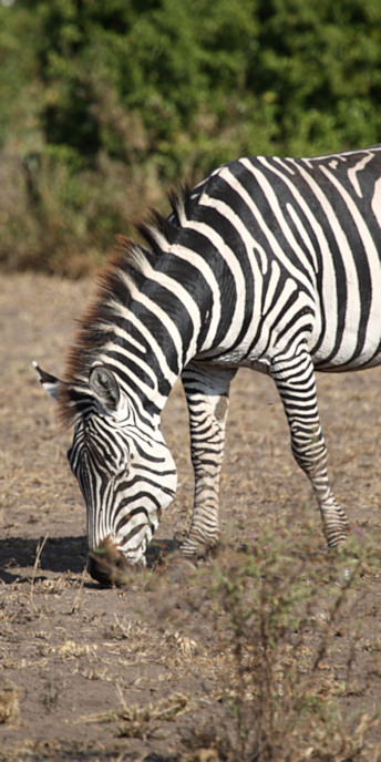 Zebra_1563_v.jpg