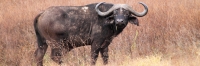 Buffalo_5275