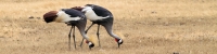 GreyCrownedCranes_5317_4x1