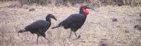 GroundHornbill_4786
