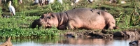 HippoPool_1572