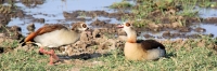 HippoPool_EgyptianGeese__1578