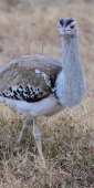 KoriBustard_5259_V