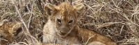 LionCubs_5320