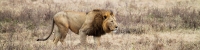 Lion_5281_4x1