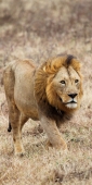 Lion_5283_v