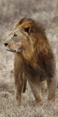 Lion_5284_v