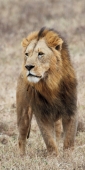 Lion_5285_v