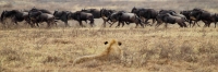 LionsPractisingStalking_5289