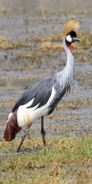 Mash_GreyCrownedCrane_5306_v