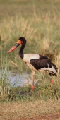 SaddleBilledStorks_1597_v