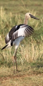 SaddleBilledStorks_1601_v