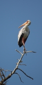 YellowBilledStorks_1542_v