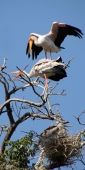YellowBilledStorks_4714_v